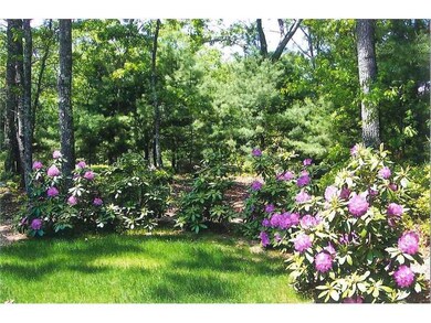 Yard/Garden. Rhodys galore