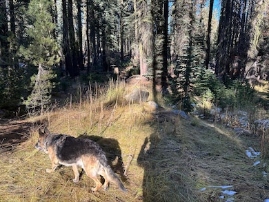 550 Cabbage Patch Log Rd, Tamarack, CA 95223 - photo 5