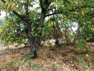 4173 Hamrick Rd, Central Point, OR 97502 - photo 3