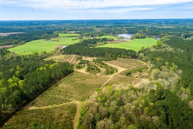 Drone View