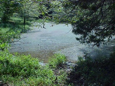 pond 1