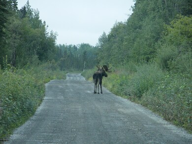 Bull Moose on the McCarthy Road