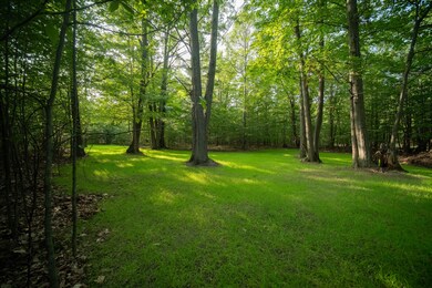 Towering hardwood trees