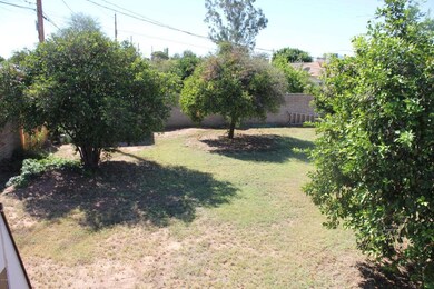 Mature citrus trees