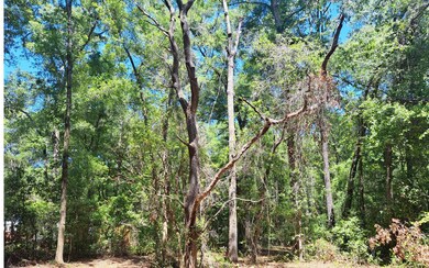 4359 288th St, Branford, FL 32008 - photo 5