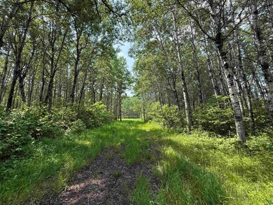 View of tree filled area