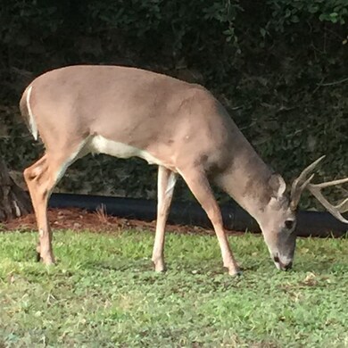 114 Mourning Dove Ct, Laredo, TX 78045 - photo 7