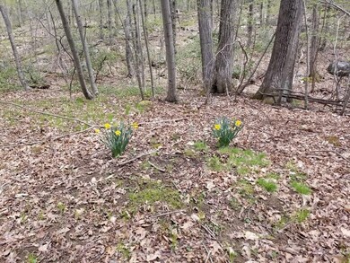 XO Frontage Rd, Ashford, CT 06278 - photo 5