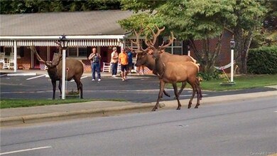 Or see the Elk on the sidewalk in Maggie Valley