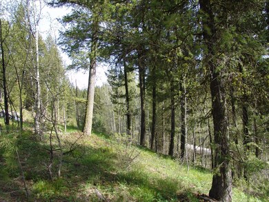 Beautiful Aspen Grove
