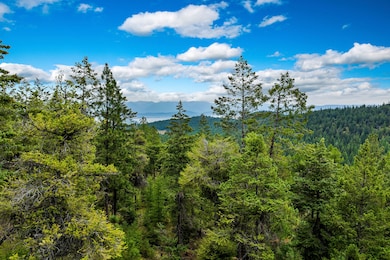 Towering evergreens frame distant Flathead Lake