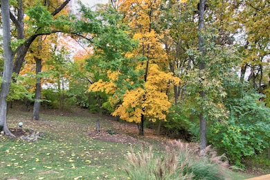 Backyard2