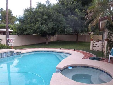 trees in backyard