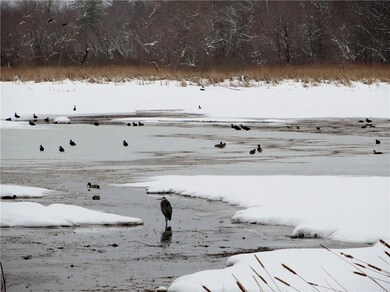Abundant wildlife in Jug Stream!