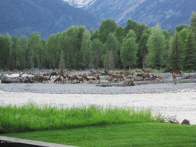 Summer elk crossing
