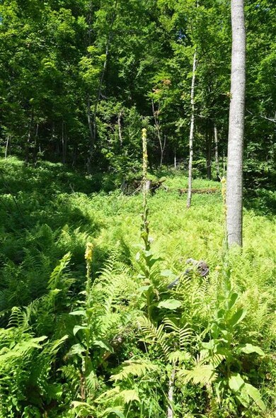 50 Barnett Rd, Fairfax, VT 05454 - photo 3