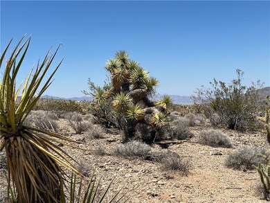 One of the Many Joshua Trees dotting the Landscape