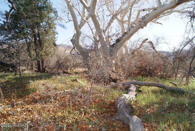 Dogwoods along Creek