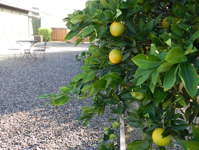 BACK YARD