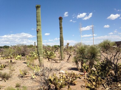 Saguaros