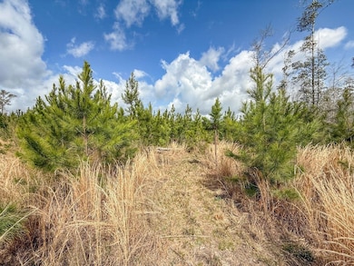 XX1 Worley Rd, Bonifay, FL 32425 - photo 4