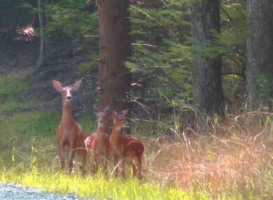 Doe with fawns