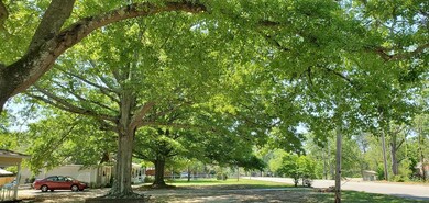 Beautiful Trees in the front yard