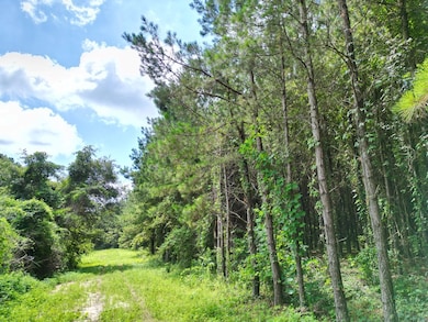 7 Us Hwy 231 S, Brundidge, AL 36010 - photo 3