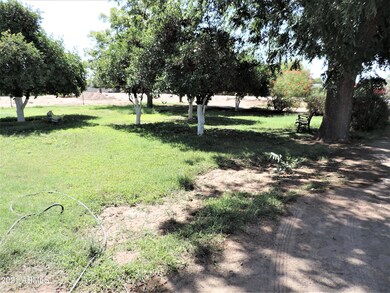 Mature Fruit Trees