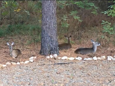 Deer at the property