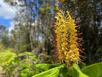 0 Makoa Rd unit 726211, Volcano, HI 96785 - photo 3