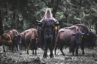 1020 Bison Ridge, Nashville, TN 37080 - photo 3