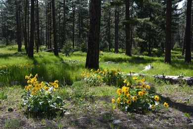 0 Winston Rd unit 607827, Ronald, WA 98940 - photo 6