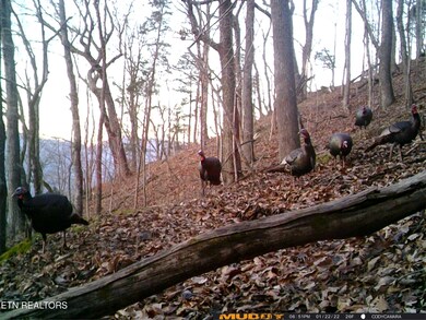 1803 Promiseland Rd, Blaine, TN 37709 - photo 6