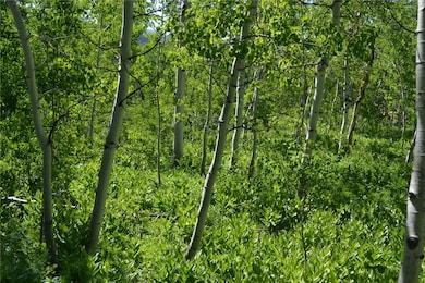 View of local wilderness