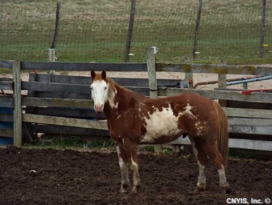 Backyard. Horses LOVE this place!