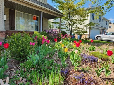 Front Yard Spring Tulips - 1