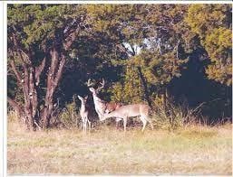 5026 E Horseshoe Dr, Whitney, TX 76692 - photo 4