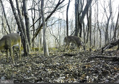 0 Off Cold Springs Rd unit VASH118084, Edinburg, VA 22824 - photo 3