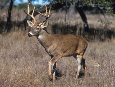 White tailed deer