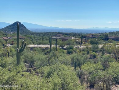 PLENTY SAGUAROS ON SITE