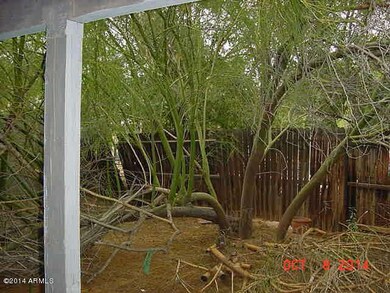 Back Yard 3