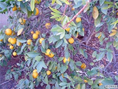 fruit tree in rear yard