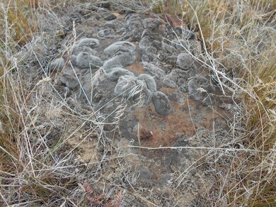 Lichen