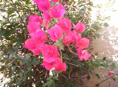 More of your front landscaping