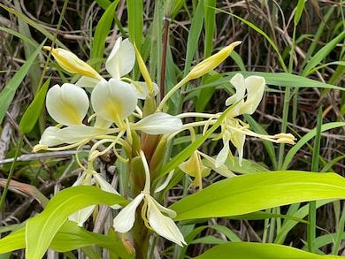 16-1495 Io Kea Rd, Mountain View, HI 96760 - photo 7