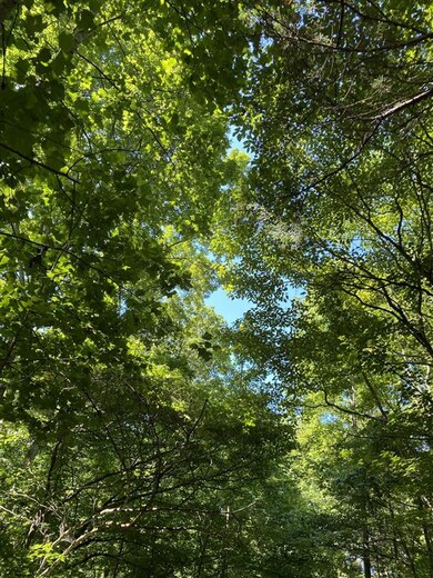 Look up and what do you see...trees!