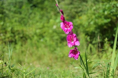 4304 Sinclair Ridge, Rowlesburg, WV 26425 - photo 4