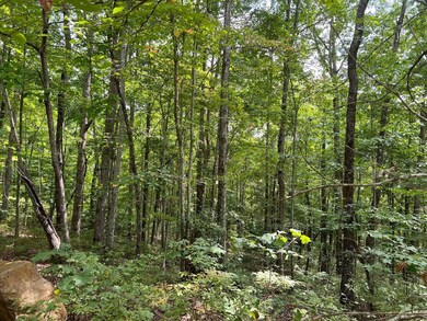 Mature Hardwoods