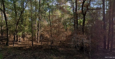 857 E Toledo Dr, Citrus Springs, FL 34434 - photo 3